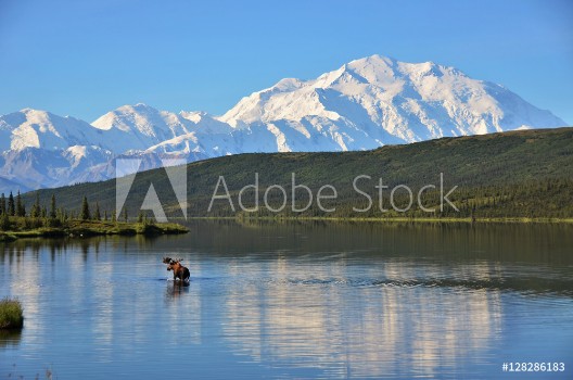 Picture of Moose in the lake